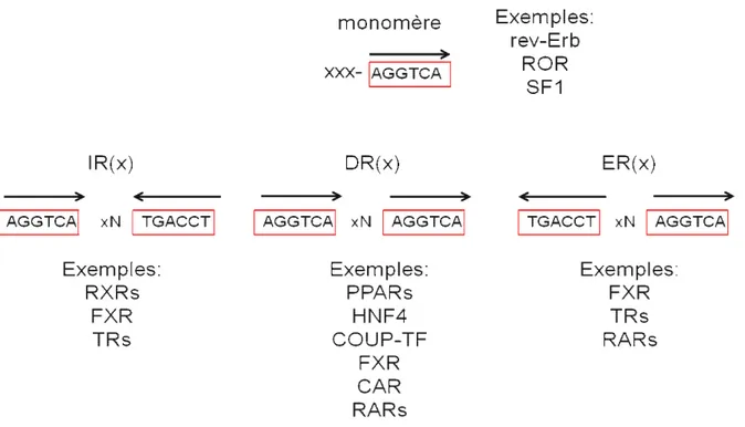 Figure 2: Motifs de fixation des hétérodimères de RNs sur l’ADN 