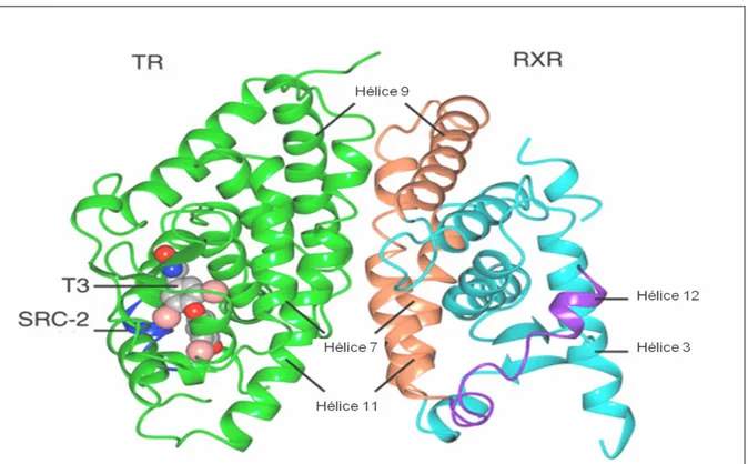 Figure 3: Domaine de liaison au ligand du dimère TR/RXR après fixation du ligand de TR T3 