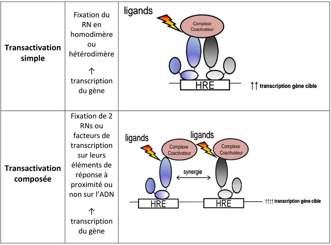 Tableau 3. Mécanismes de transrépression dirigée par les RNs. 