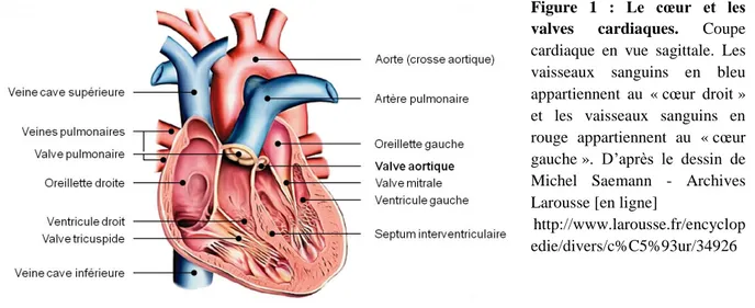 Figure  1  :  Le  cœur  et  les  valves  cardiaques.  Coupe  cardiaque  en  vue  sagittale