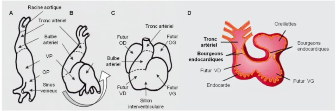 Figure  3: Représentation de la  morphogenèse cardiaque. (A) : Tube cardiaque primitif