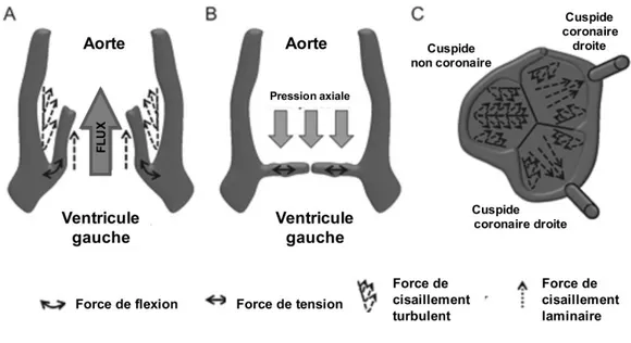 Figure  11 :  Répartition  des  forces  subies  par  la  valve  aortique  et  induites  par  son  environnement  hémodynamique  en  coupe  frontale  lors  de  la  systole  ventriculaire  (A)  et  de  la  diastole  ventriculaire  (B)  et  en  coupe  transve
