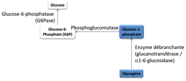 Figure 7. Voie de la glycogénolyse