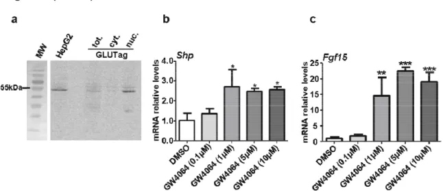 Figure  2.  FXR  is  expressed  and  functional  in  GLUTag  L  cells.  (a)  FXR  western-blot  analysis  on  fractioned  protein extracts from GLUTag cells