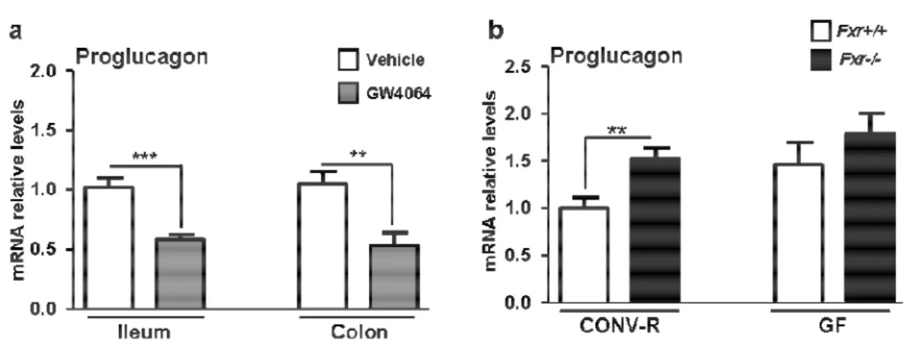Figure  7.  FXR  modulates  proglucagon  mRNA  levels  in vivo  in  mice.  (a)  Proglucagon  qPCR  on  cDNA  from  ileum and colon of 8-week old mice treated by gavage for 5 days with GW4064 (30 mg per kg, n=6-7 per group)