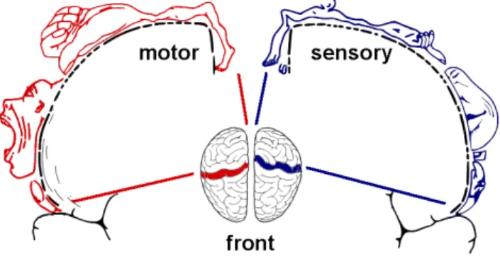 Figure 3 – Localisation des aires sensorimotrices au niveau du cortex (au centre), avec une coupe verticale des aires motrice et sensorielle (Homonculus de Penfield)