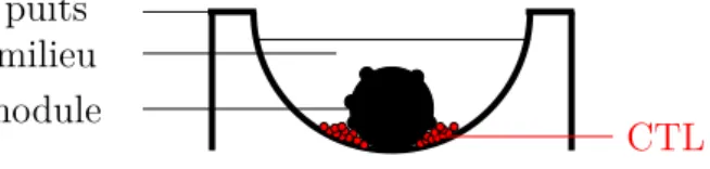 Figure 1 – Schéma d’expérience dans un puits, in vitro, d’un nodule et de CTL. Ainsi, il est difficile d’appréhender cette interaction par des expériences biologiques
