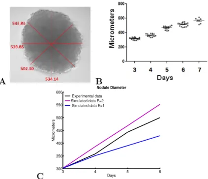 Figure 1.3: Measurement of the diameter of tumor nodules over time. (A) and (B) Experimental results