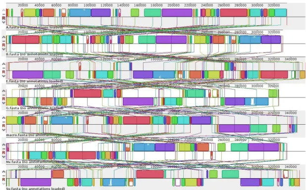Fig. 2.1 – Alignement produit par Mauve sur les huit g´enomes de Beta vulgaris (voir Chapitre 6)
