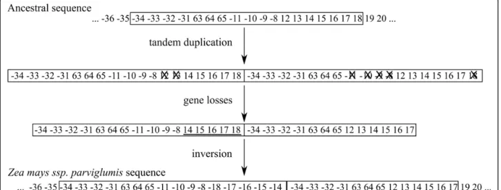 Figure 2 Tandem duplication hypothesis. A hypothetical scenario of evolution from an ancestral sequence to Zea mays ssp