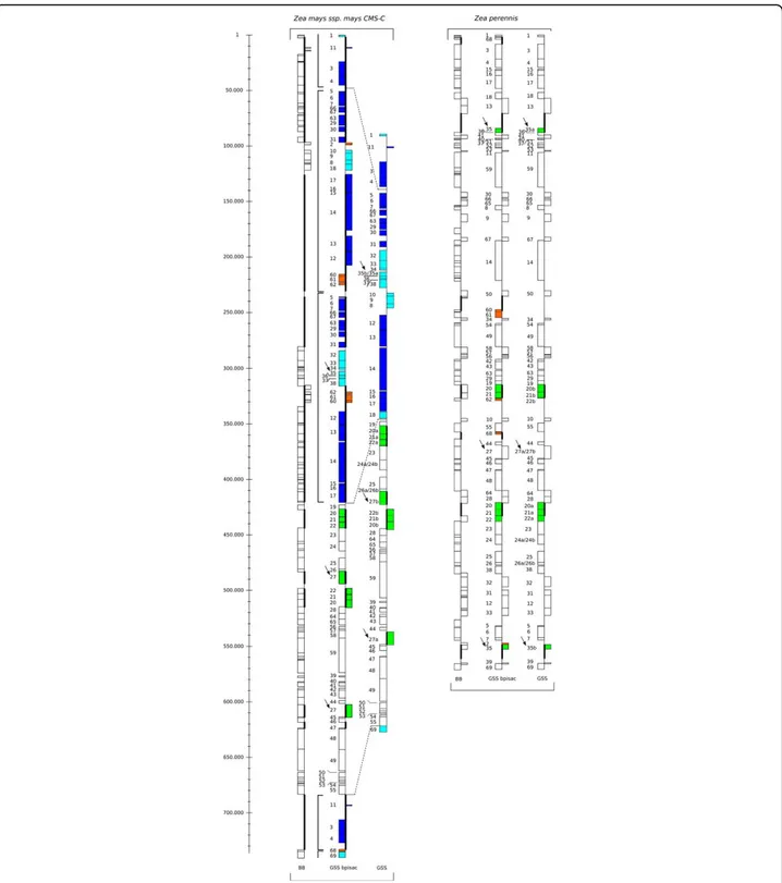 Figure 4 Backbone DNA sequence, GSS bpisac and GSS. Backbone DNA sequence (BB), GSS bpisac and GSS blocks repartition along CMS-C and Zea perennis mitogenomes