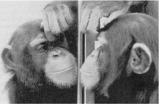 Fig. 3.6  Le  test du miroir  de Gallup. Le chimpanzé possède