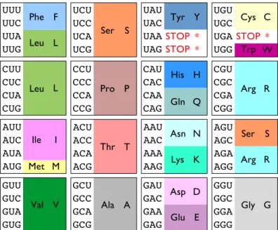 Fig. 1.9 – Le code g´en´etique universel. Couleurs inspir´ees de RasMol.
