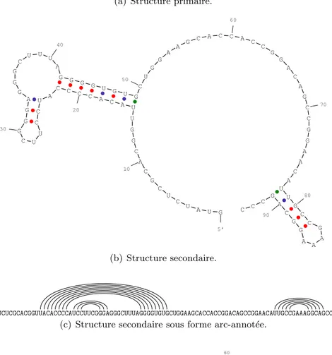 Fig. 1.14 – Structures de l’ARN. Exemple d’un ´el´ement non traduit structur´e de l’ARN g´enomique du Tombusvirus