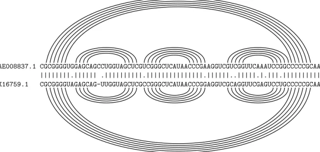 Fig. 1.17 – Deux alignements semi-globaux optimaux corrects de s´equences codantes homo- homo-logues (a) et de s´equences partageant une structure commune (b).