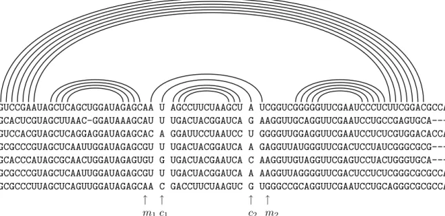 Fig. 3.5 – Alignement de sept s´equences d’ARN de transfert, avec repr´esentation de la struc- struc-ture commune