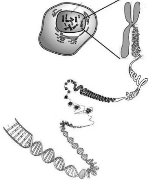 Fig. 1.9: De la cellule `a l’ADN