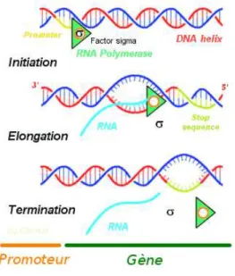 Fig. 1.12: Transcription