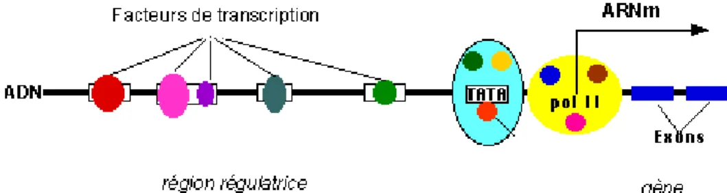 Fig. 1.13: Initialisation de la transcription par le pr´esence de facteurs de transcription