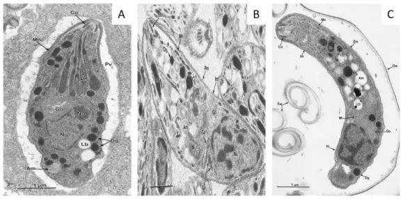 Figure 2 – Ultrastructure des différentes formes du parasite en microscopie élec-