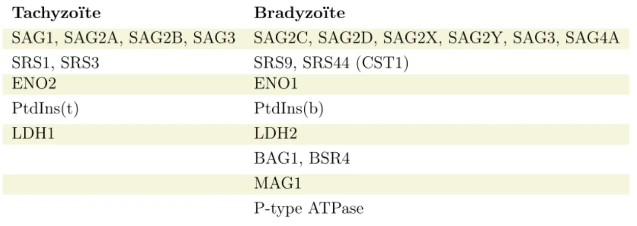 Table 3 – Protéines spécifiques des stades tachyzoïte et bradyzoïte (Lyons et