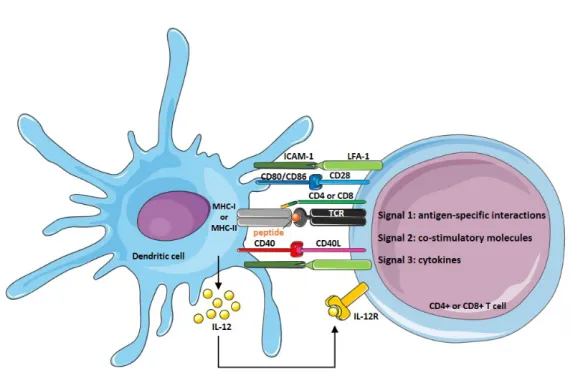 Figure 18 – Schéma de la mise en place d’une synapse immunologique entre