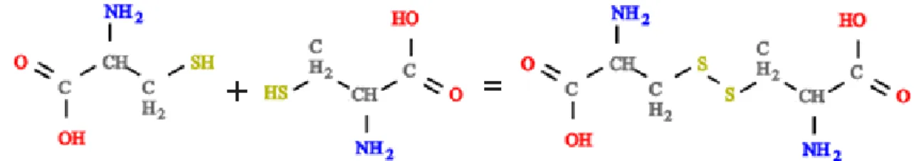 Figure 3. Formation d’un pont disulfure