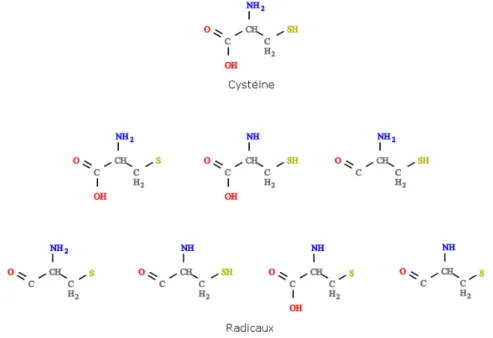 Figure 5. La Cyst´eine et ses radicaux g´en´er´es