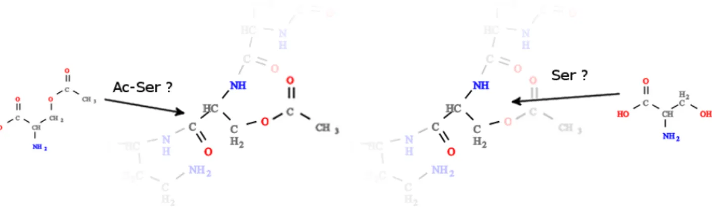 Figure 6. Exemple de peptide dans lequel plusieurs monom`eres peuvent ˆetre plac´es `a un mˆeme endroit