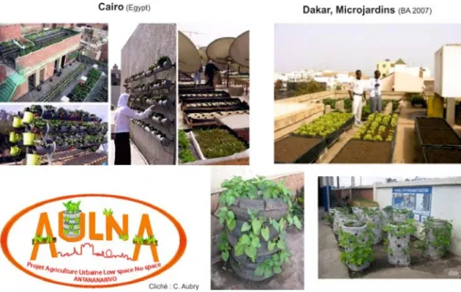 Figure 1. Exemples d’agriculture dans ou sur le bâti en pays du sud 