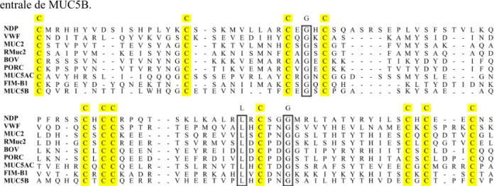 Figure 5 : Comparaison des motifs peptidiques CK du NDP, du vWF, des mucines humaines dont les gènes sont localisés en