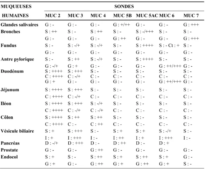 Tableau III : Profil d'expression des gènes de mucines chez l'adulte par hybridation in situ [4-7].