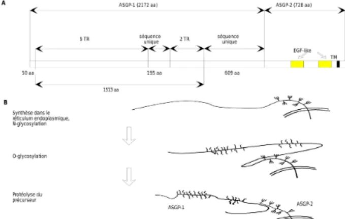 Figure 1.  Schéma d’organisation peptidique de SMC (A) et modèle de biosynthèse avant la réinternalisation (B).