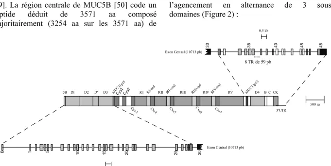 Figure 2 : Organisations génomique et peptidique déduite de MUC5B. - un domaine de 108 aa, appelé sous-domaine CYS
