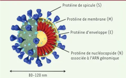 Figure 2. Organisation schématique du génome des coronavirus.  Les deux premiers tiers du génome (orange) codent les polyprotéines pp1a et 