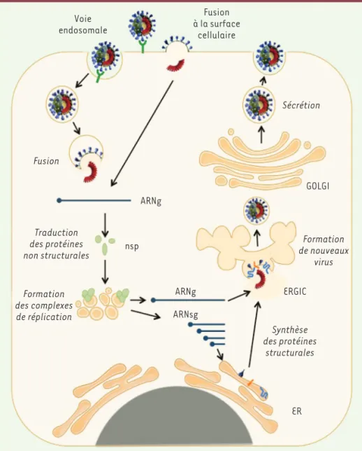 Figure 3.  Cycle viral des coronavirus. L’entrée 