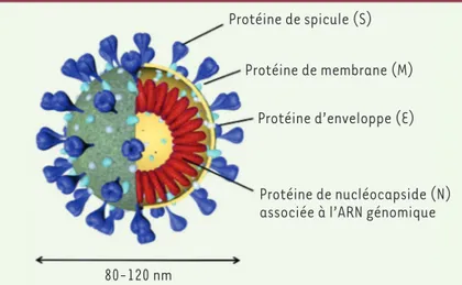 Figure 2. Organisation schématique du génome des coronavirus.  Les deux premiers tiers du génome (orange) codent les polyprotéines pp1a et  pp1ab