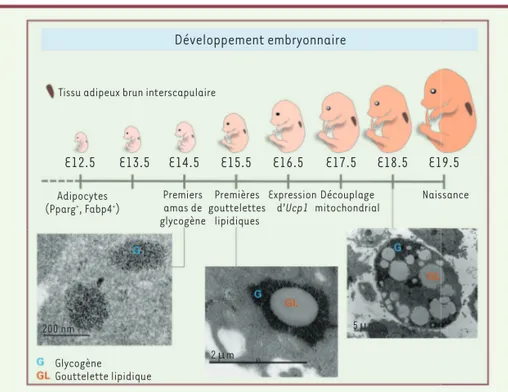 Figure 1. Différenciation du tissu adipeux brun au cours du développement embryonnaire chez la  souris C57Bl/J