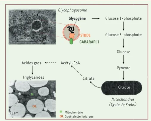 Figure 2. Voies métaboliques allant du glycogène aux triglycérides stockés dans les gouttelettes  lipidiques