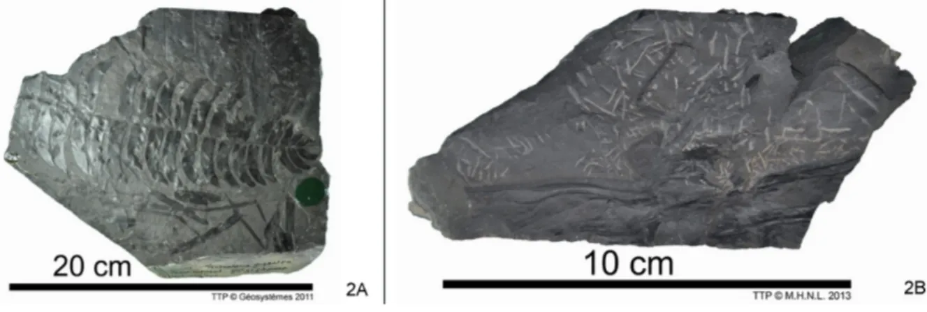 Fig. 2. - A.  Paripteris gigantea Sternberg 1822, USTL 797, Carbonifère, Compagnie des mines d’Aniche, fosse Gayant (crédits : Jessie Cuvelier)