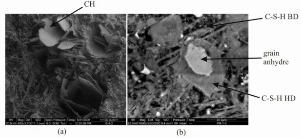 Figure 1-2- Microstructure de la pâte de ciment durcie vue dans une (a) section fracturée, (b) section polie 