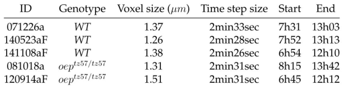 Table 5.1: Data sets used for the analysis. Three wild- wild-types (WT) and two oep tz57/tz57 (cyclopic) mutants have been studied