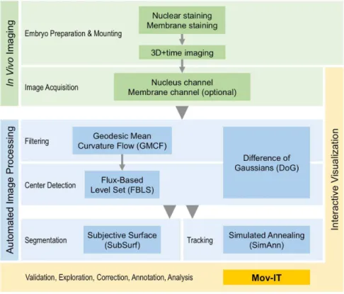 Figure 2: BioEmergences workflow for the reconstruction of cell lineages. The scheme representing the different phases of the reconstruction of cell lineages from 3D+time imaging data, going through nuclei center identification and cell tracking