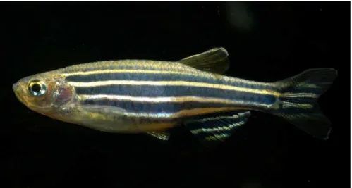 Figure 4: A zebrafish adult specimen. An adult specimen has around 4cm in length. Image by Mike Norén.