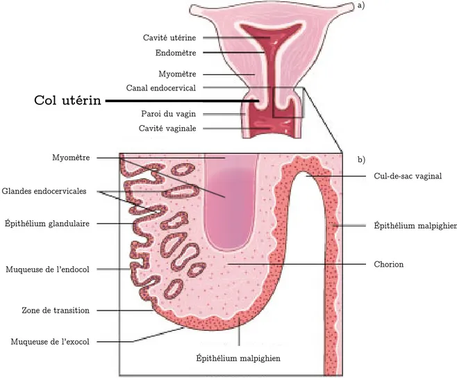 Figure I.1 : Anatomie du col utérin, a) coupe anatomique de l’utérus, b) détail coupe anatomique du col utérin  [Référence : I.1]