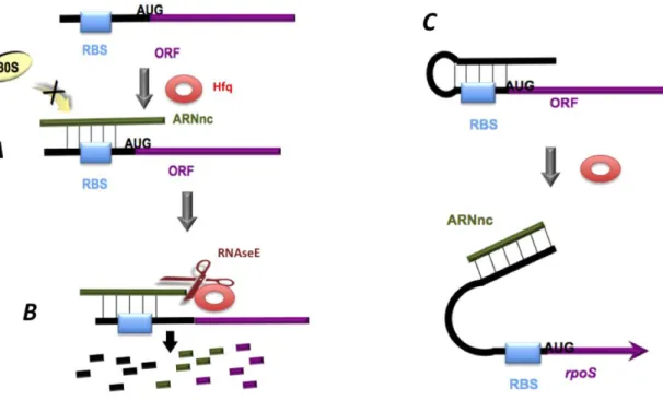 Figure 4 – Différentes actions de régulation effectuées par Hfq . (A) Inhibition de  la traduction de l’ARNm par le blocage du RBS par un sARN  grâce à Hfq
