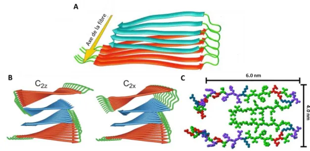 Figure 10 – Modèle structural de la fibre amyloïde et des feuillets β croisés ,  formés par le peptide Aβ 4 0  (proposé par Tycko)