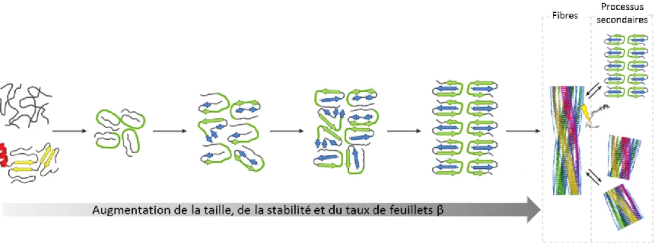 Figure 12 – Formation progressive et processus secondaire de fibres amyloïdes.   Schématisation de l’oligomérisation, des réarrangements des segments 