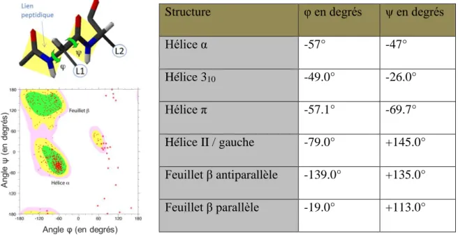 Figure 24 – Angles dièdres et structures secondaires caractéristiques.  Schéma  présentant les angles dièdres φ et ψ dans une chaîne protéique
