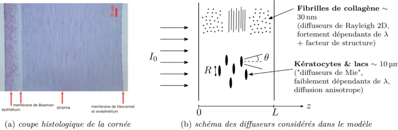 Figure II.1 – Histologie de la cornée (a) et schéma du modèle présentant les différents diffuseurs